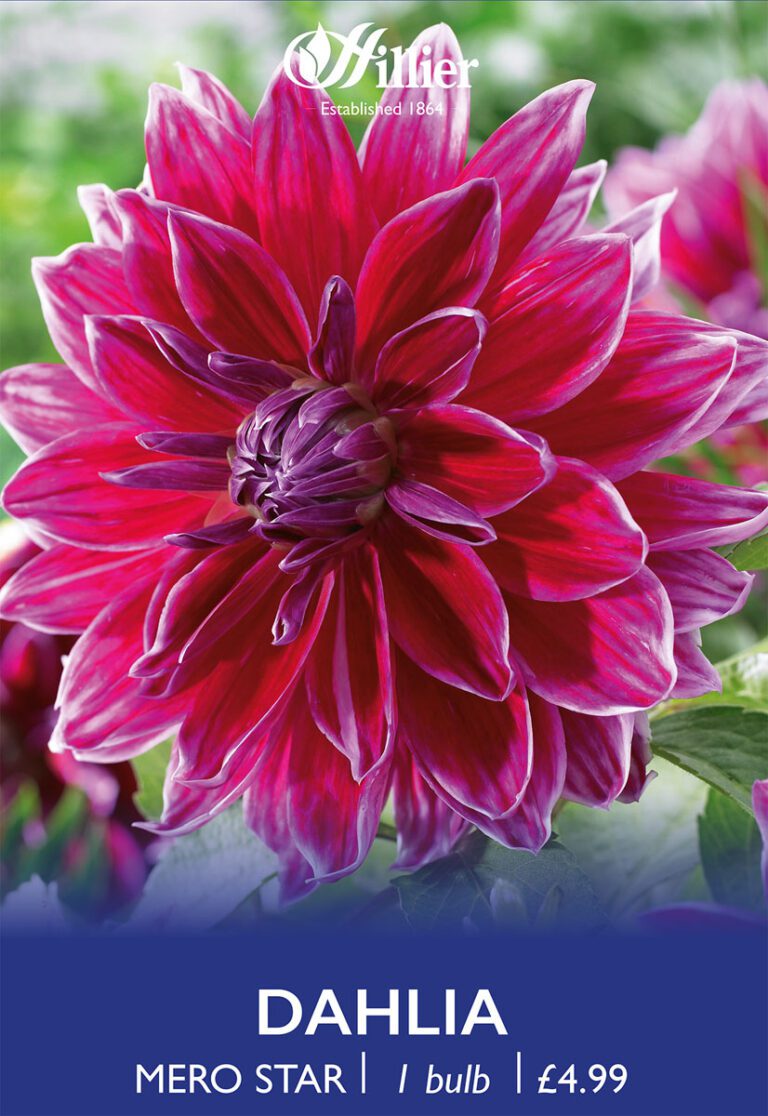 8718641970300 1 Dahlia Mero Star.jpg